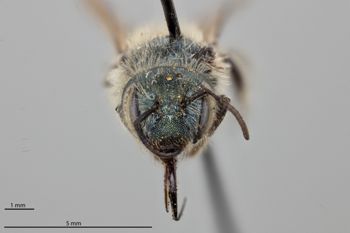 Media type: image;   Entomology 795030 Aspect: head frontal view